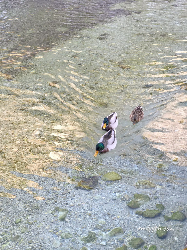 2023 來去國王湖住一晚！德國國王湖(Königssee)自由行攻略！交通、住宿、船票、餐廳詳細介紹。