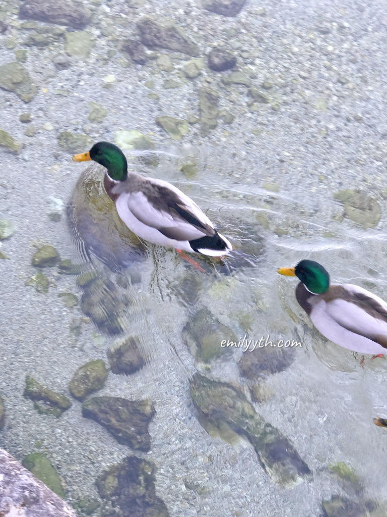 2023 來去國王湖住一晚！德國國王湖(Königssee)自由行攻略！交通、住宿、船票、餐廳詳細介紹。